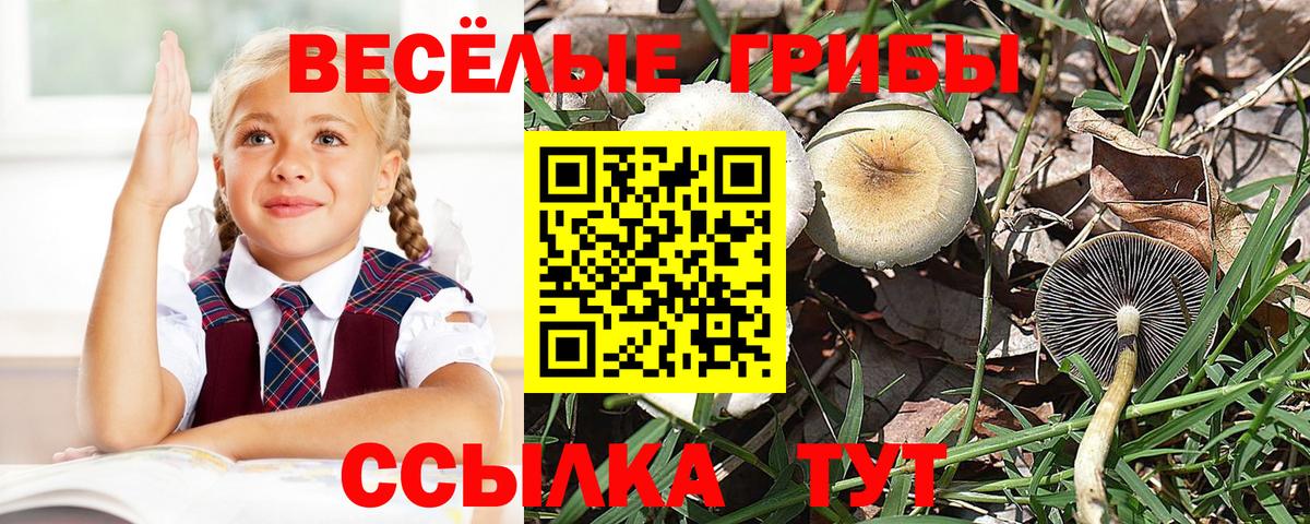 Галлюциногенные грибы Cubensis  Псилоцибиновые грибы мицелий  купить наркотики цена  Котельники  Вход с VPN 